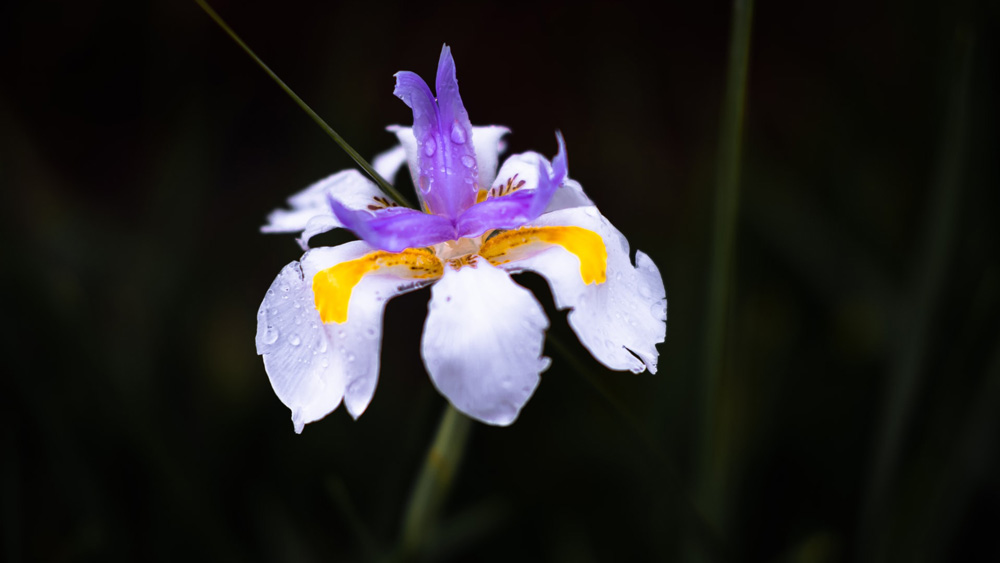 African Iris