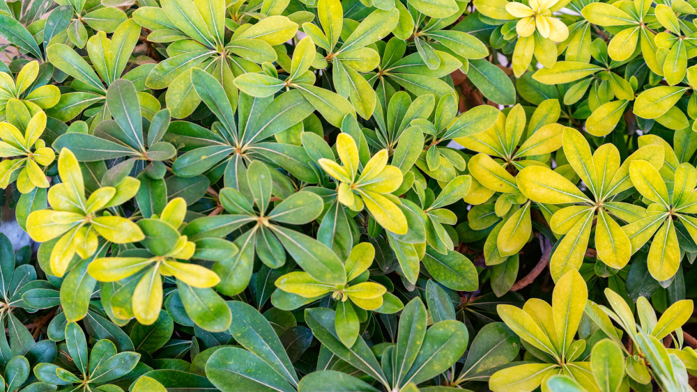 Green-yellow Schefflera leaves