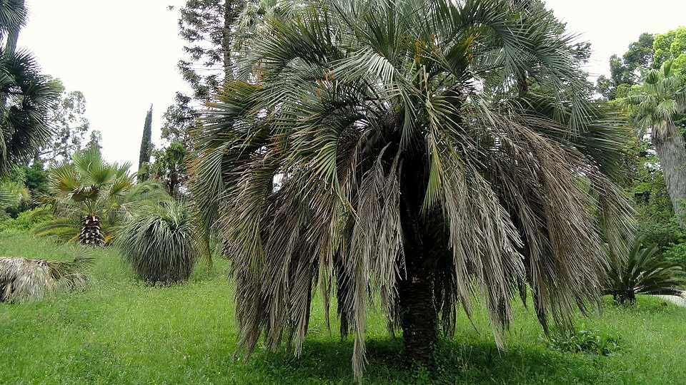 A maturing Pindo palm tree