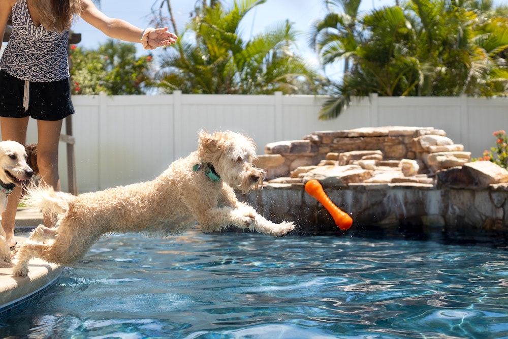Is it OK for dogs to swim in your home’s pool?